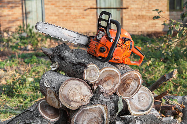 The Steps Involved in Our Tree Care Process in Saraland, AL